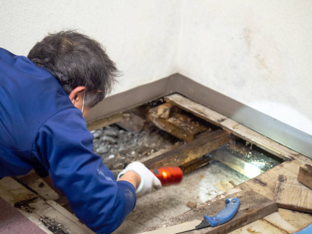 Best Residential Mold Removal  in Port Aransas, TX