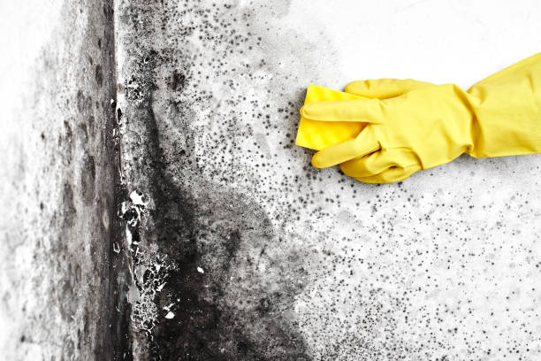 Certified Mold Removal in Port Aransas, TX