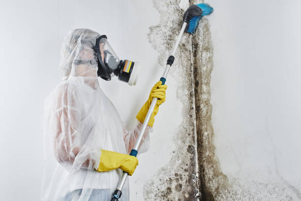 Best Mold Testing  in Port Aransas, TX