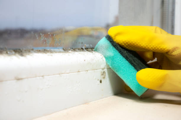 Best Commercial Mold Removal  in Port Aransas, TX