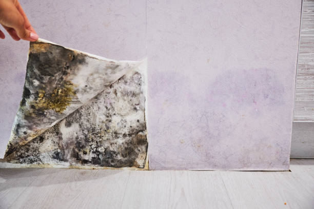 Best Mold Cleaning Services  in Port Aransas, TX